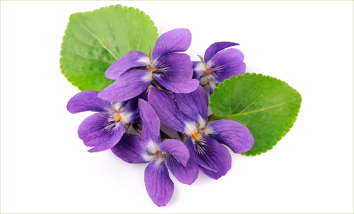 Viol