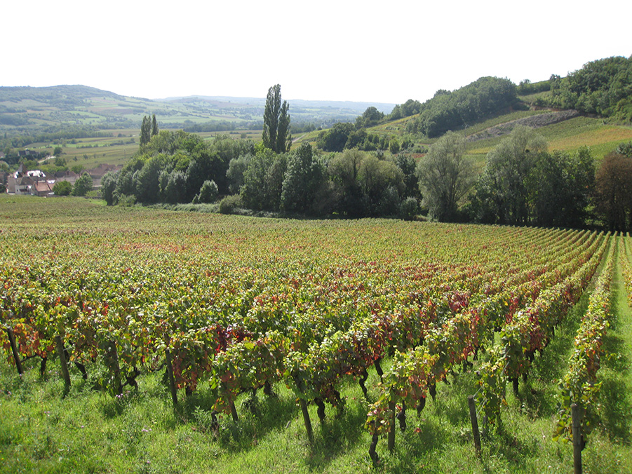 Bourgogne vinmarker