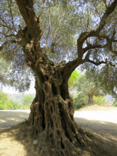 Secilien 7