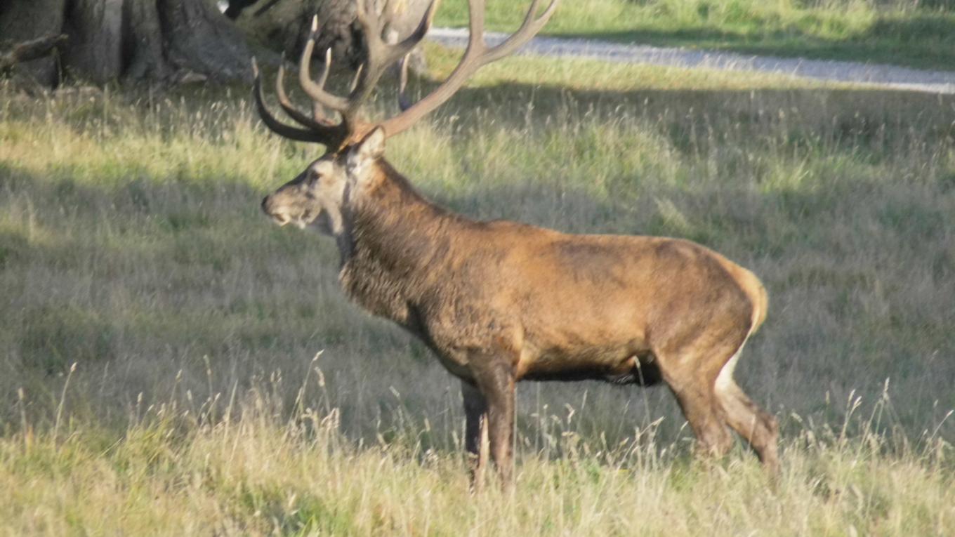 Kronhjort i Brunst, Dyrehaven September 2016