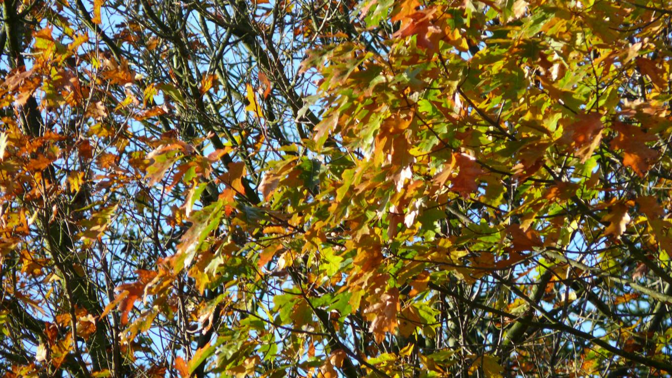 Flotte ser træerne ud om efteråret, men bladene gør vejene glatte. Foto: Rasmus Schønning
