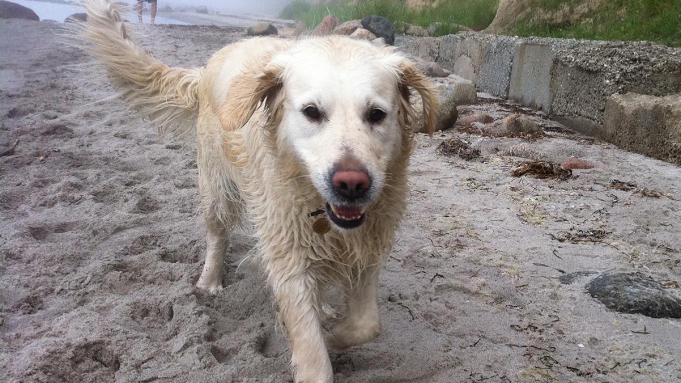 Vovser, hunde på camping, hund på stranden, kæledyr på camping