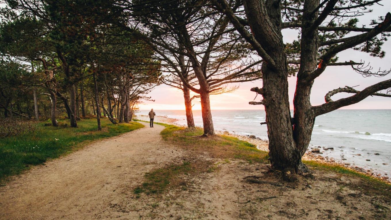 Tag på en smuk gåtur i Hornbæk Plantage. Foto: VisitDenmark