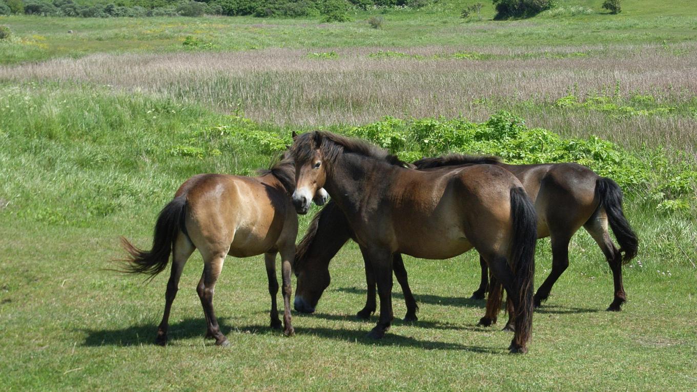 Oplev de vilde heste på Langeland. Foto: Rasmus Schønning
