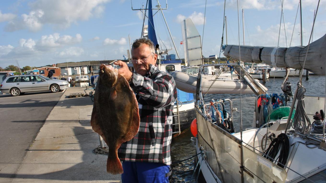 Fladfisk Onsevig Havn