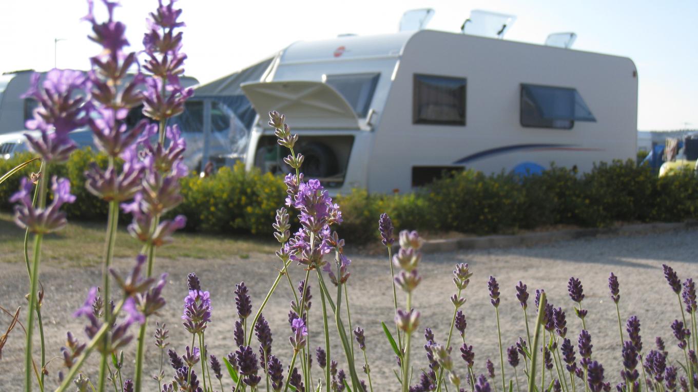 Blomster og camping Blomster og camping