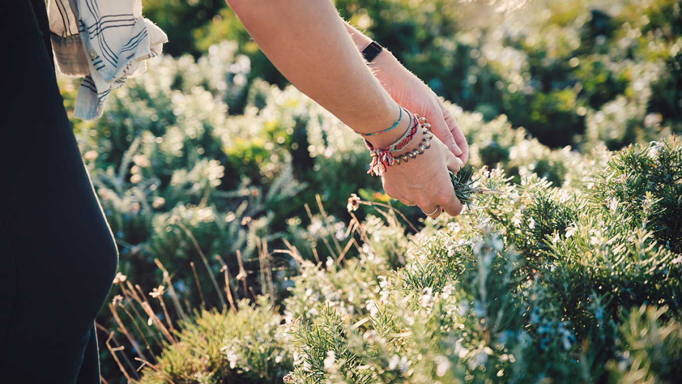 Smag på campingpladsen Smag på campingpladsen