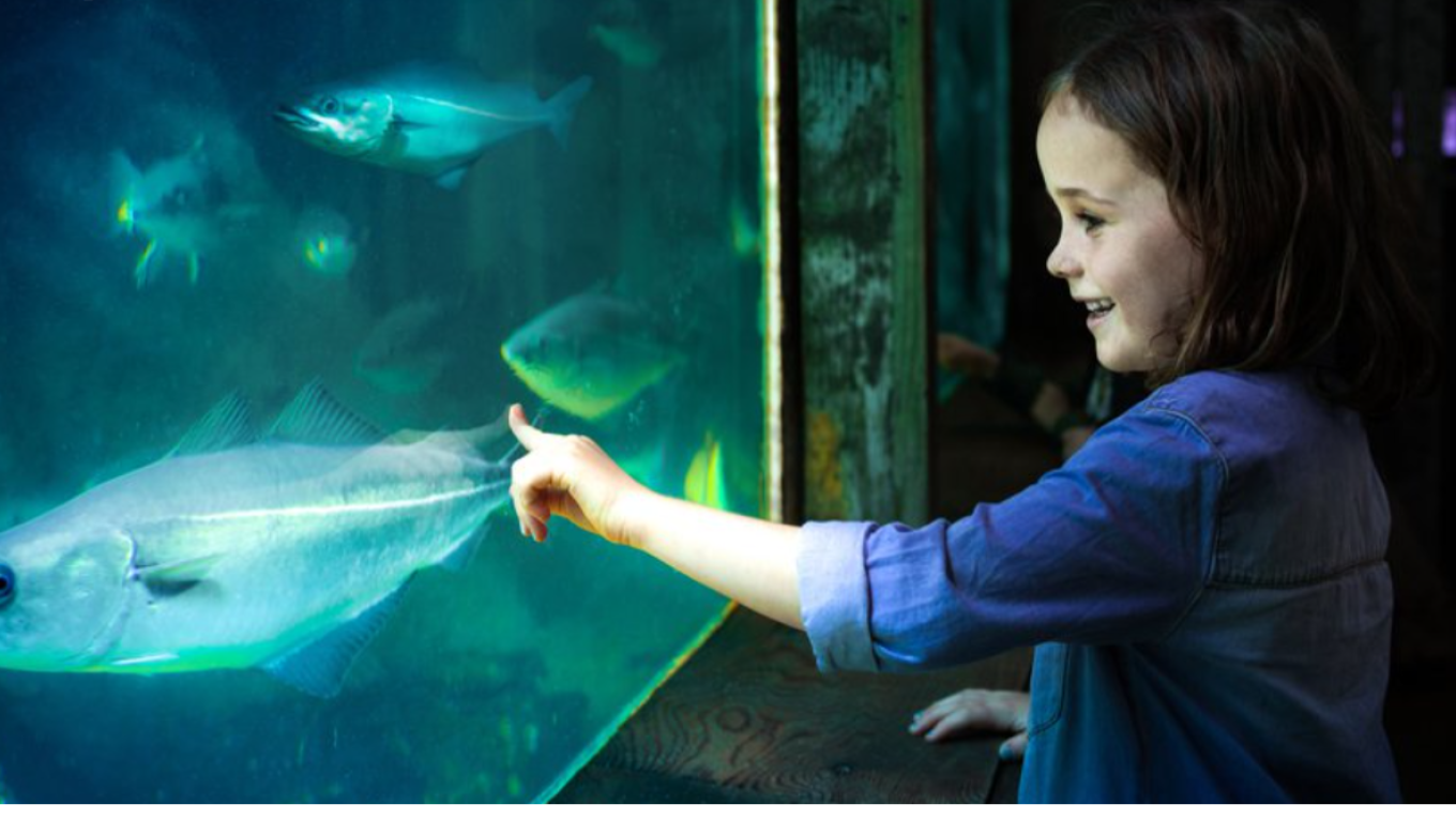 Billede af pige der kigger på fisk