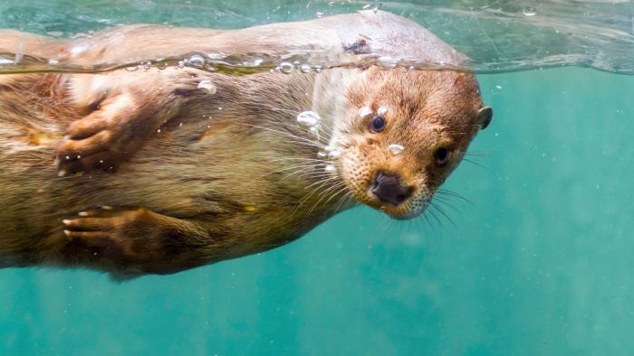 DCU - AQUA Akvarium &amp; Dyrepark