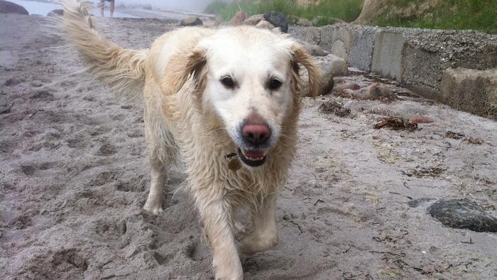 Vovser, hunde på camping, hund på stranden, kæledyr på camping