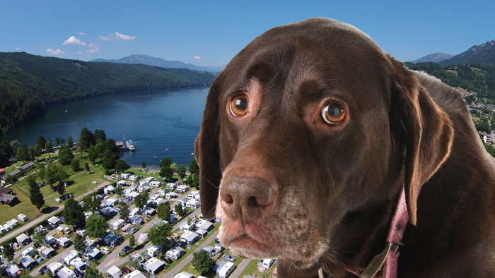 Hunde ingen adgang