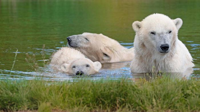 Skandinavisk Dyrepark