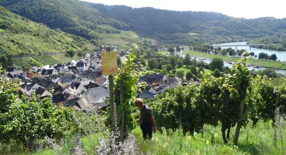 Vintur Mosel 2019