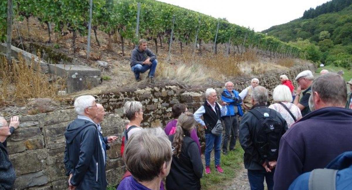 Vintur Mosel 2019