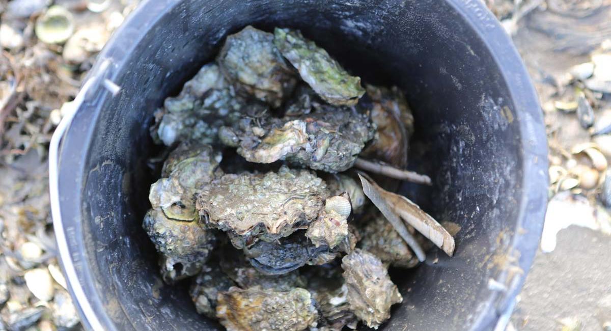 De plukkede østers lægges i en spand. Fanø, østerssafari, østers, øferie, Danmark