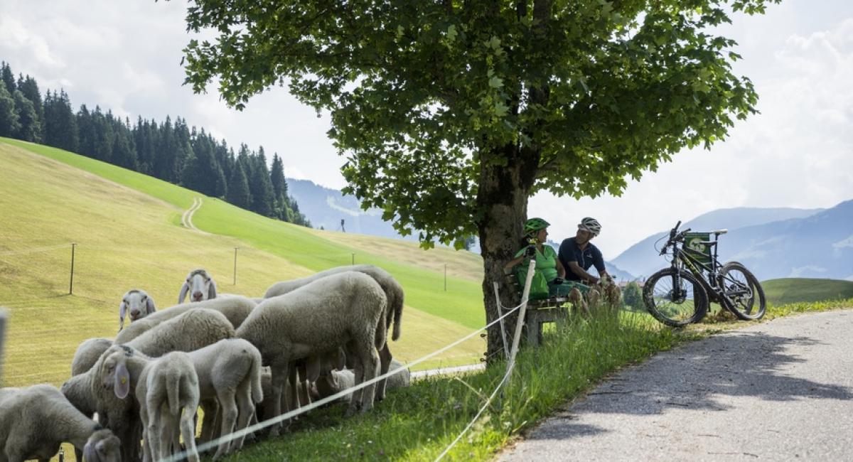 Kitzbüheler Alpen byder på mange vandre- og cykelruter i smukke landskaber. Østrig, vandring, bjergsøer, cykling, sommer, sommerferie