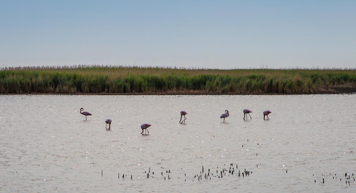 Carmaguedelta, Frankrig, flamingoer