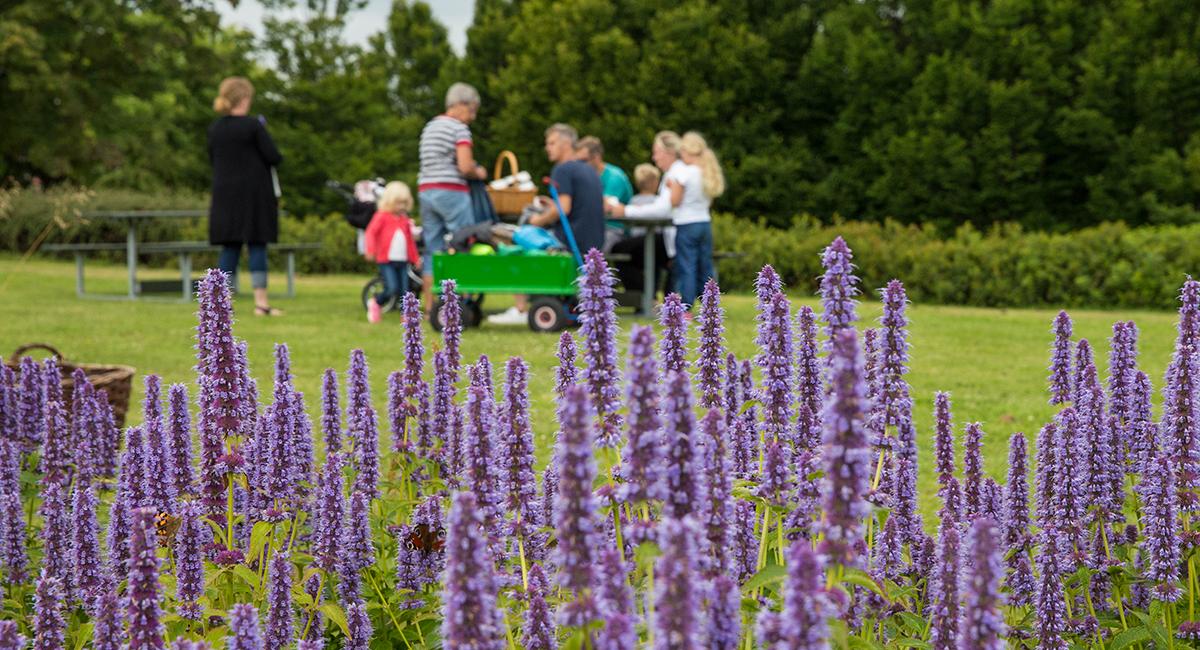 Sommerland Sjælland indbyder til en picnic i den skønne natur. Sommerland Sjælland, Odsherred, picnic, naturoplevelser