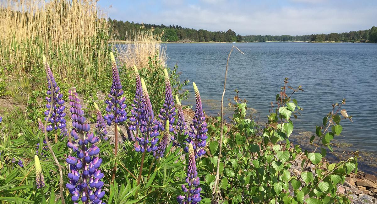 Sverige, Västervik, aktiv ferie, natur, vand