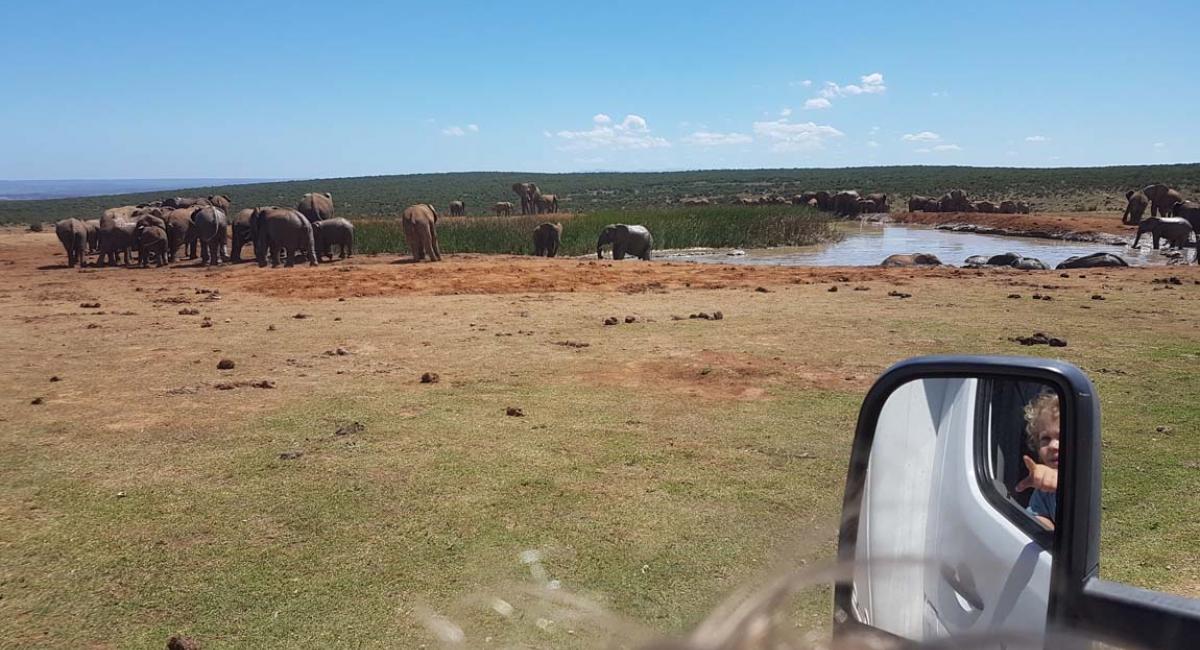 Addo Elephant Nationalpark, Sydafrika, safari