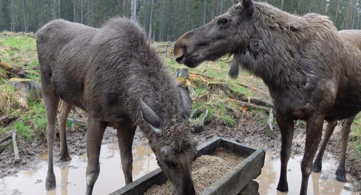 I Värmlands Moose Park kan du komme tæt på de store elge. Värmland, Sverige, Moose Park, elge, aktiv ferie