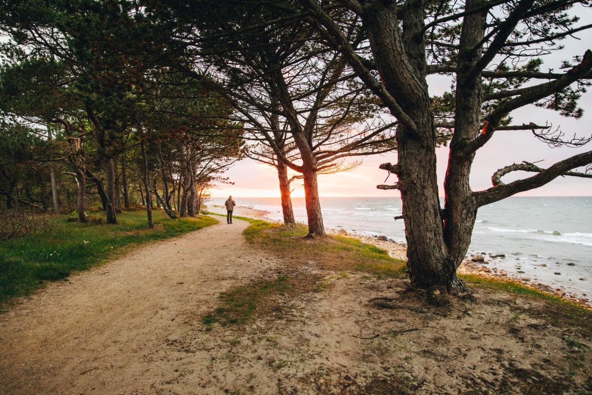 Tag på en smuk gåtur i Hornbæk Plantage. Foto: VisitDenmark