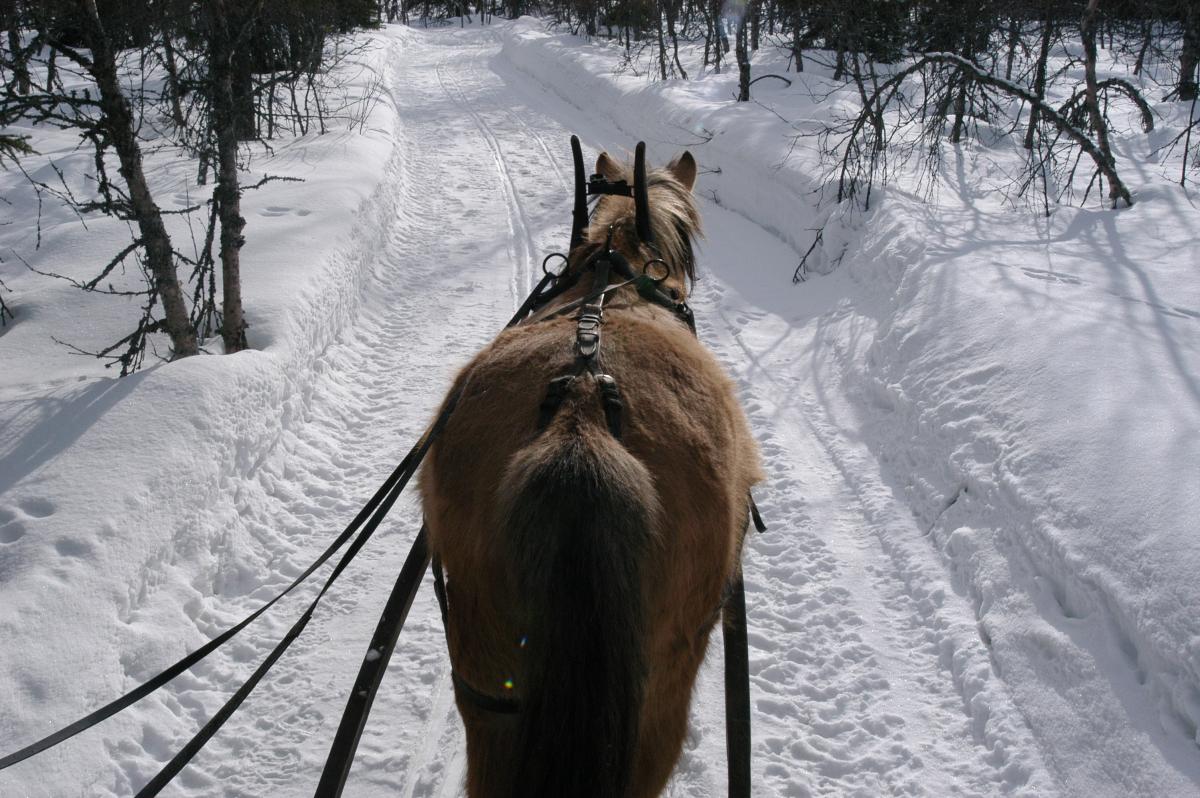 Trysil