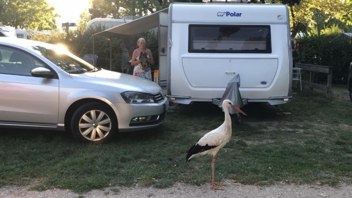 Stork på Camping municipal de Ribeauvillé "Pierre de Coubertin" Copyright Svenning Wredstrøm