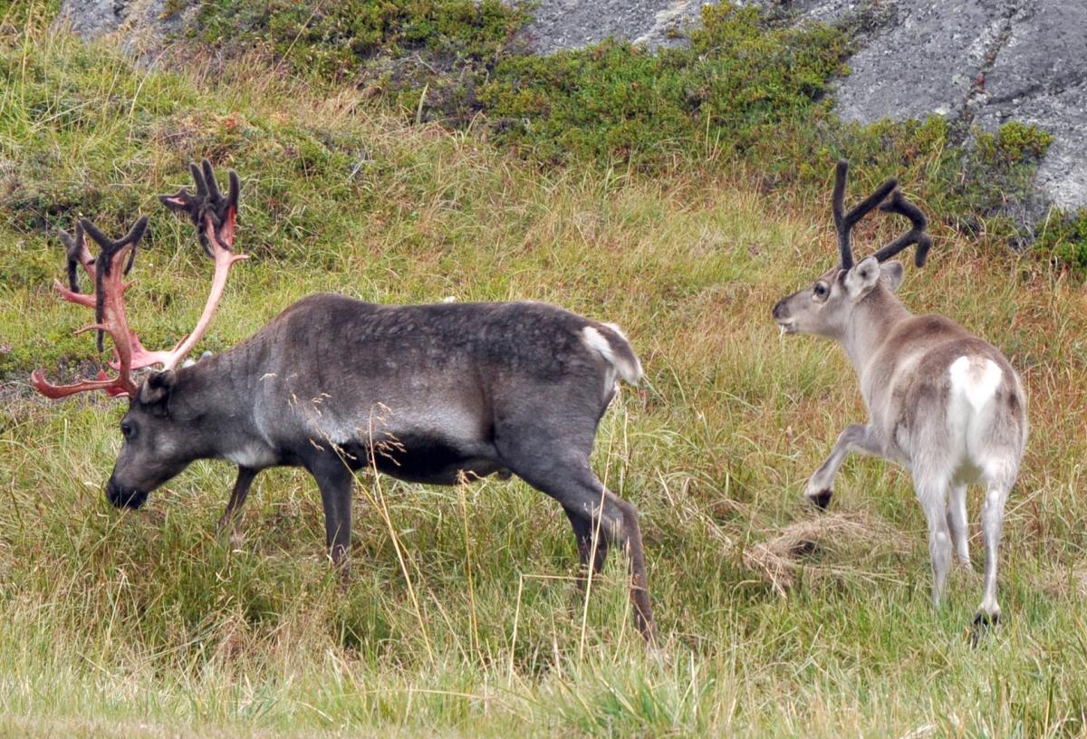 Nordkapp Nordkapp