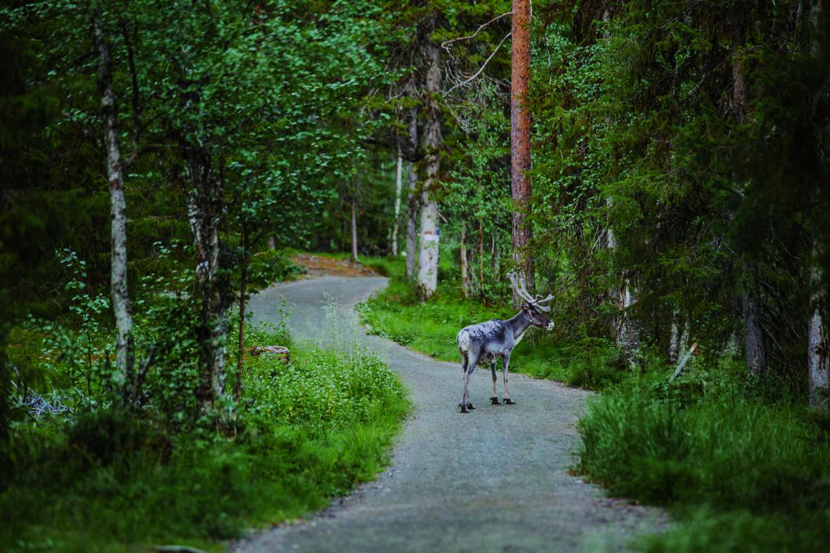 Foto: Julia Kivela