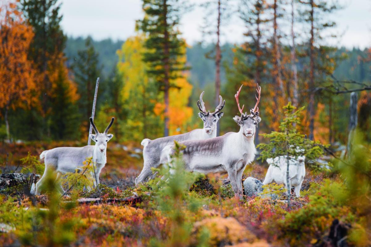 Foto Julia Kivelä