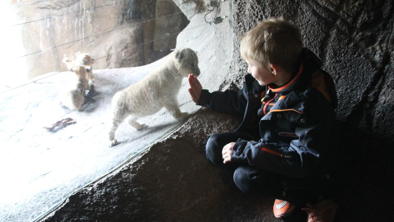 Attraktion, Odense ZOO, zoo, Odense, Odense City Camp, seværdighed, løvekillinger