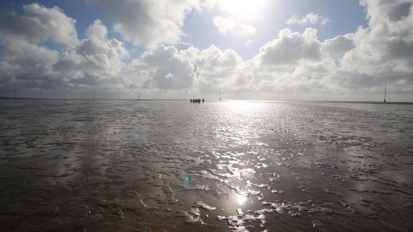 Fanø, østerssafari, østers, øferie, Danmark