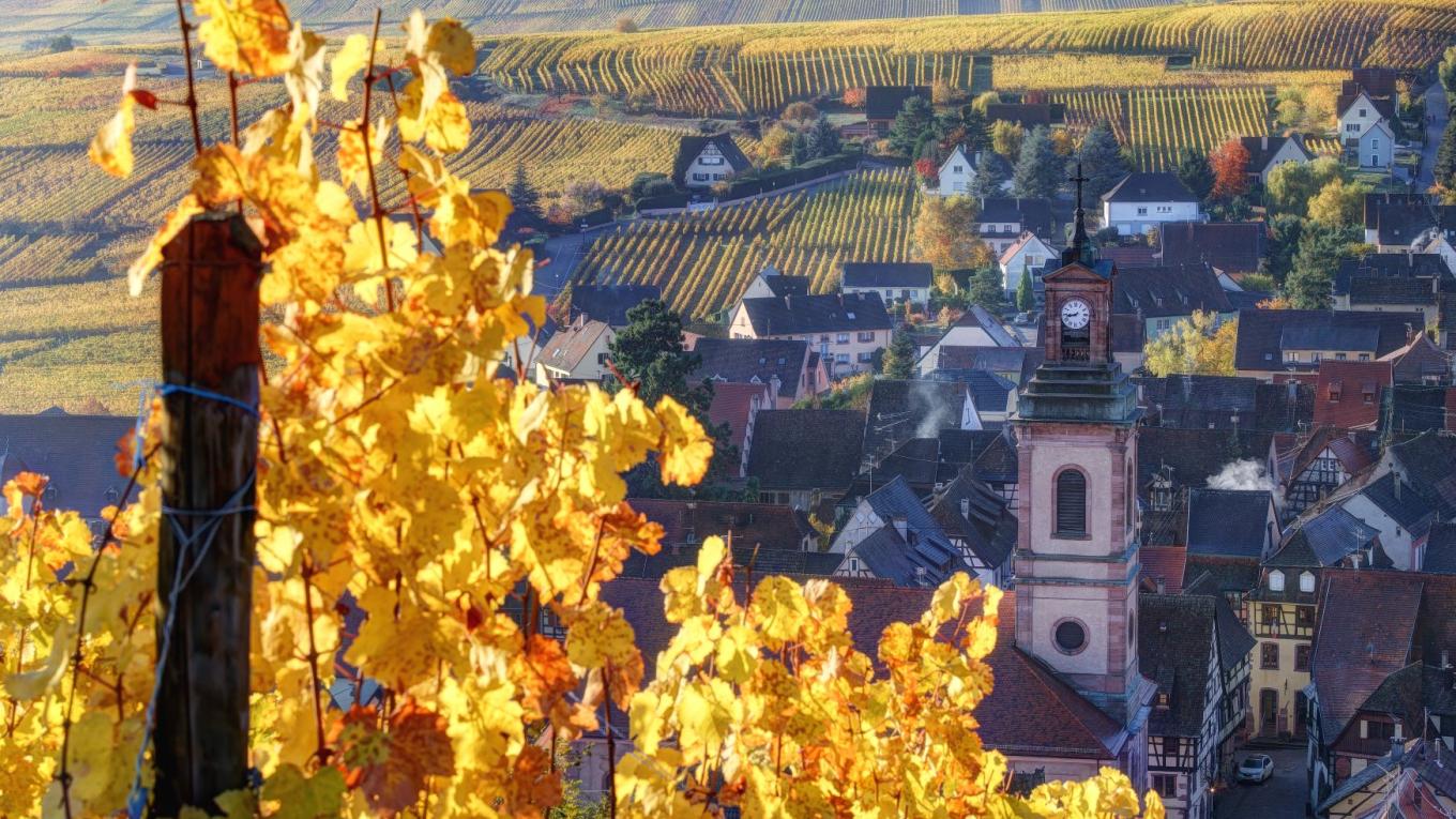 Området omkring Riquewihr i Alsace i Frankrig er utrolig smukt. Foto: PR