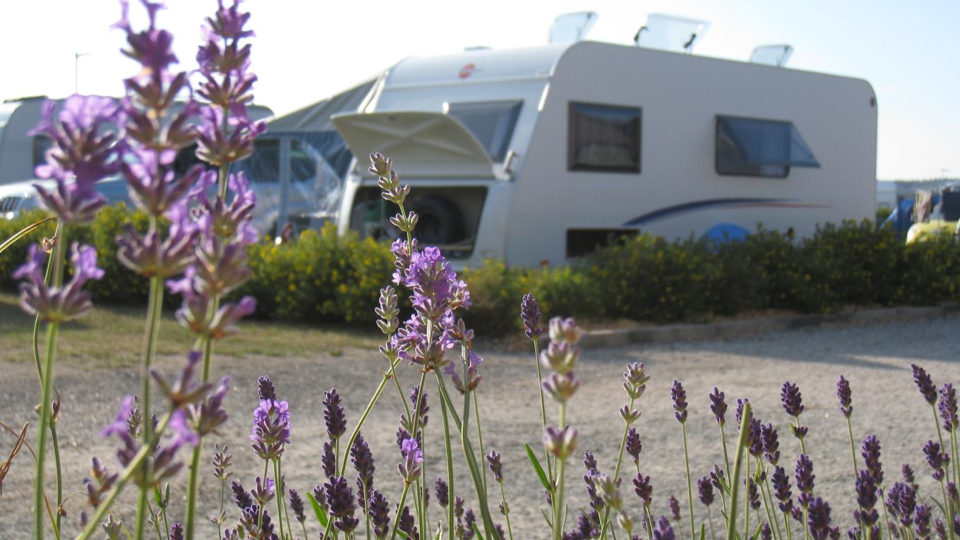 Blomster og camping